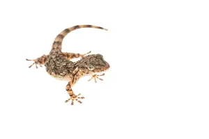 Insectivorous: Front view of a Mediterranean house gecko (Hemidactylus