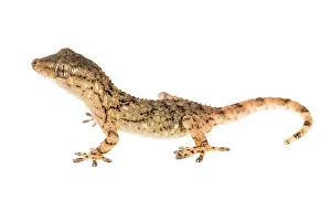 Insectivorous: Side view of a Mediterranean house gecko (Hemidactylus