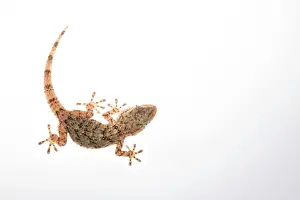 Insectivorous: Top view of a Mediterranean house gecko (Hemidactylus