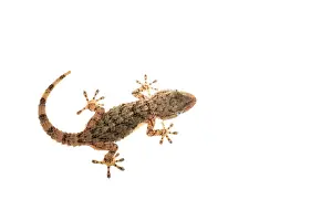 Isolated: Top view of a Mediterranean house gecko (Hemidactylus turcicus) on a white background