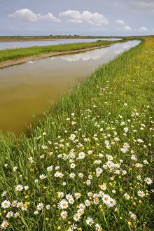 Leucanthemum: View over nature reserve Wagejot on Texel with daisy's in th