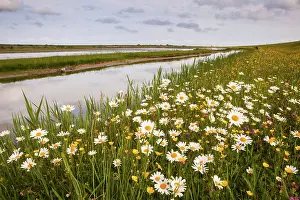 Leucanthemum: View over nature reserve Wagejot on Texel with daisy's in th