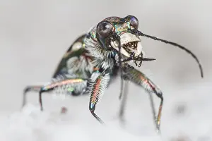 Flashlight: Front view of a Northern Dune Tiger Beetle (Cic