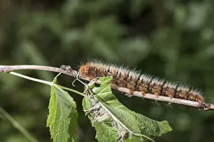 Lasiocampidae: Side view of Oak eggar, (Lasiocampa quercus)