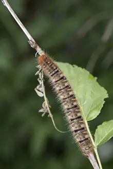 Lasiocampidae: Top view of Oak eggar, (Lasiocampa quercus) goes