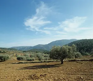 Olea: View of olive grove in early winter