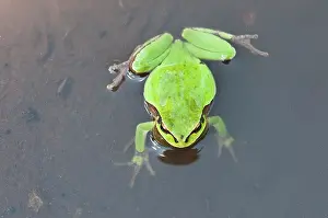 Arborea: Top view of an Oriental Tree Frog