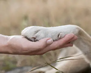 Luck: side view person holding dogs paw. Resolution and