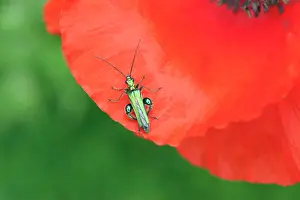 Belguim: Poppy