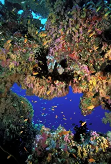 Multicolor: View of reef