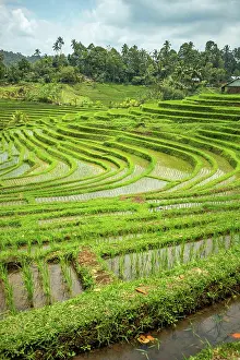 Indonesian: View of the rice terrace in Blimbing and Pupuan