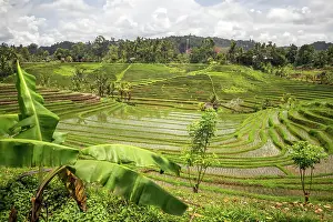 Indonesian: View of the rice terrace in Blimbing and Pupuan
