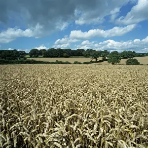 Ears: Wheat