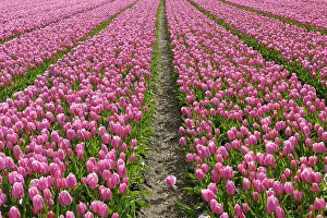Lawns: View on rows of pink tulips in a tulip bolb field