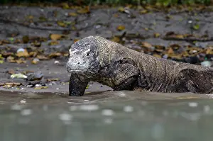 Varanus: View from sea of Komodo Dragon - at water's edge