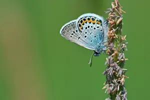 Argus: Side view of Silver-studded Blue (Plebejus argus) resting on flowering grass