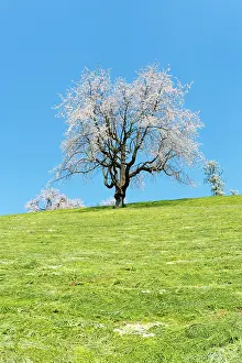 Opposite: view of a single cherry tree with white blossoms