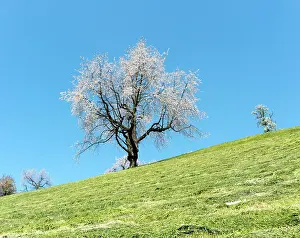 Opposite: view of a single cherry tree with white blossoms