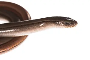 Fragilis: Side view of slow worm or blindworm (Anguis fragilis) on