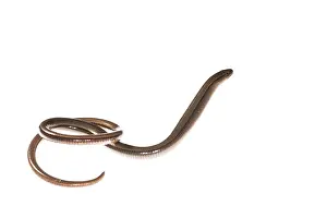 Worms: Side view of slow worm or blindworm (Anguis fragilis) on