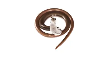Fragilis: Front view of slow worm or blindworm (Anguis fragilis) o