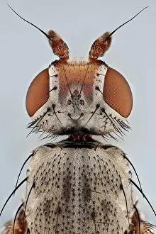 Stacking: A top view of a small house fly, the ocelli can