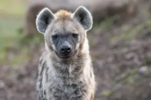 Hyenas: Front view of spotted hyena (Crocuta crocuta)