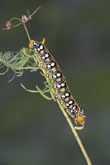 Spurge: Side view of spurge hawk-moth, (Hyles euphorbiae)