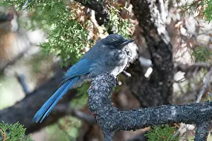 Isolated: Side view of a sub adult mountain bluebird (Sialia currucoides) resting on branch