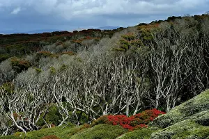 Distorted: View of a Sub-antarctic forest