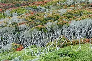 Distorted: View of a Sub-antarctic forest