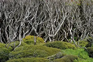 Distorted: View of a Sub-antarctic forest