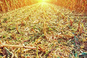 Silence: View on surface of corn field after harvest in evening