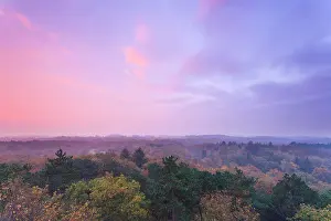 Duinreservaat: Top view on treetops with autmun colors in autumn at sunrise