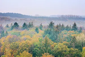 Duinreservaat: Top view on treetops with autumn colors in autumn at sunrise