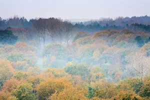 Duinreservaat: Top view on treetops with autumn colors in autumn at sunrise