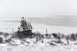 Snowstorm: View over the tundra during a blizzard