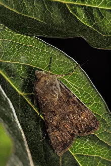 Turnip: Top view of Turnip moth (Agrotis segetum) resting