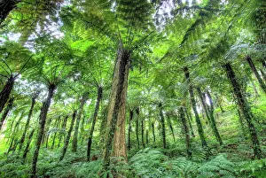 Exoticism: View of vegetation in Bali Botanical Gardens