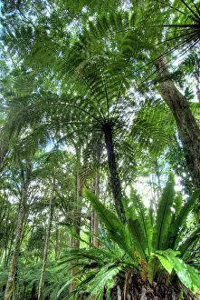 Abundance: View of vegetation in Bali Botanical Gardens