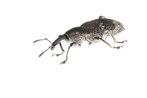 Ficus: Side view of weevil (Aclees taiwanensis) against