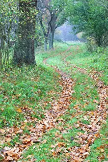 Duinreservaat: View on winding path in deciduous woodland with autumn leave