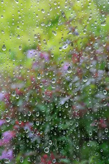 Whacky: Viewedthroughwindowwithraindrops