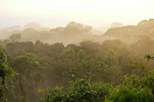 Treetops: Views over the treetops of the rainforest at dawn