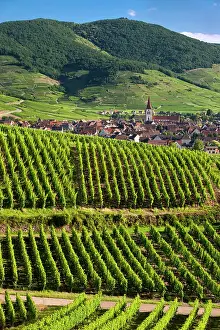 Surrounded: Village of Ammerschwihr surrounded by vineyards