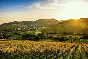Viniculture: Village and autumn coloured vineyards, sunrise