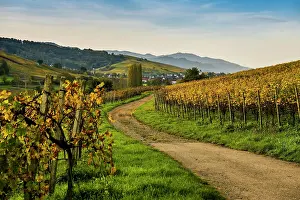 Viniculture: Village and autumn coloured vineyards, sunrise