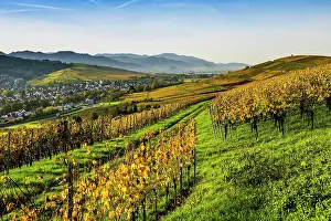 Viniculture: Village and autumn coloured vineyards, sunrise