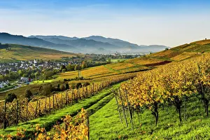 Viniculture: Village and autumn coloured vineyards, sunrise