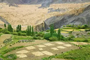 Ladakh: Village and barley field in the Himalayas